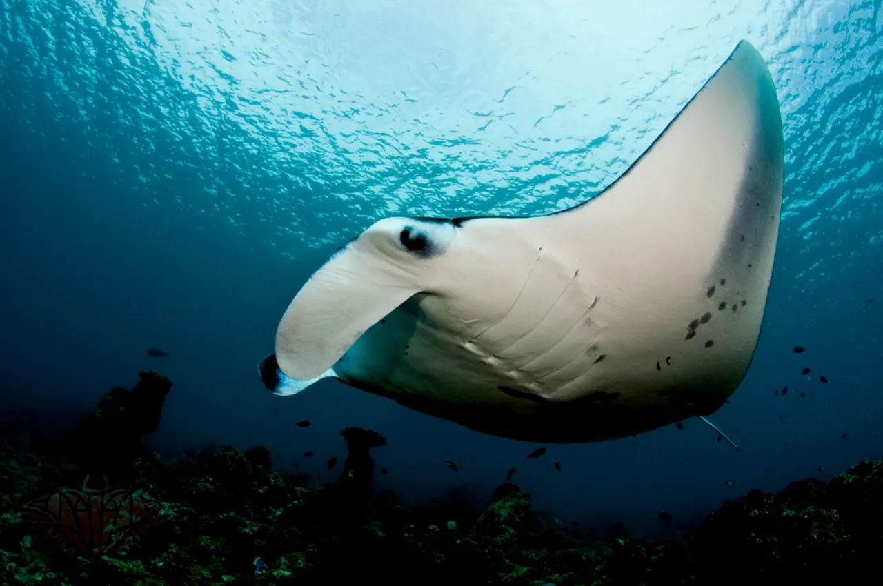 Scuba Diving β Catalina Islands