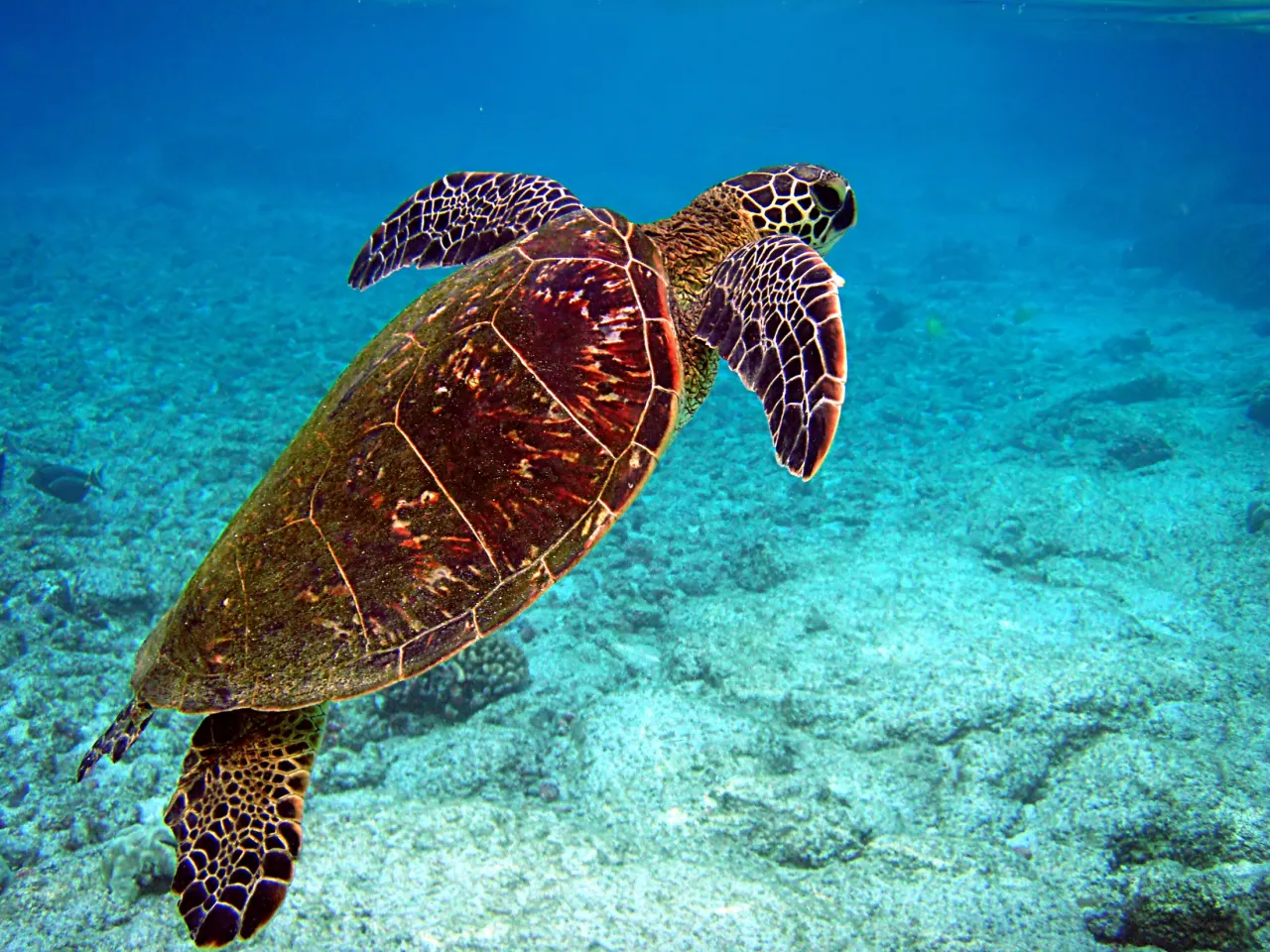 Turtle Watching Tour